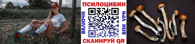 Псилоцибиновые грибы Cubensis  mega зеркало  Магадан  закладка 